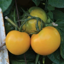 Lemon Boy Hybrid Tomato