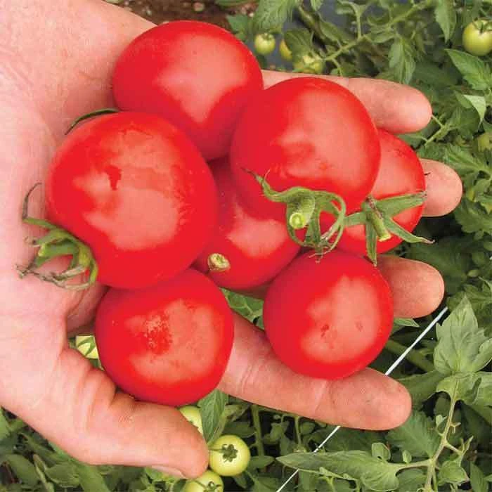 Mountain Magic Hybrid Tomato 1 Mountain Magic Hybrid Tomato