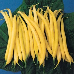 Golden Rod Yellow Bush Bean