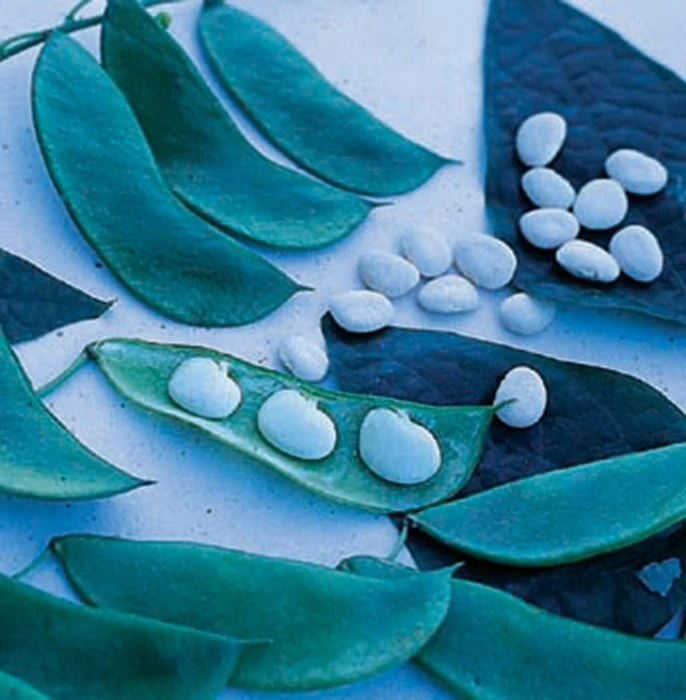 Early Thorogreen Bush Bean 1 Early Thorogreen Bush Bean