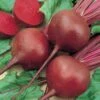 Red Cloud Hybrid Beet