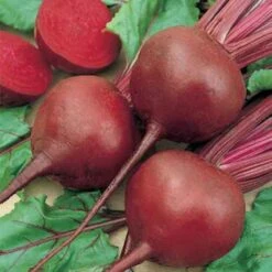 Red Cloud Hybrid Beet