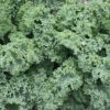 Darkibor Hybrid Kale