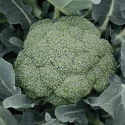 Green Magic Hybrid Broccoli