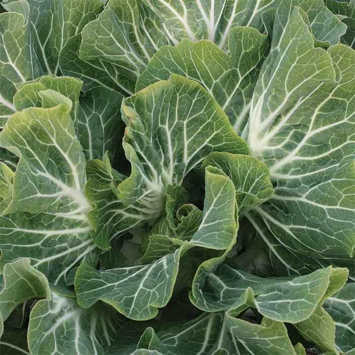 Beira Tronchuda Kale 1 Beira Tronchuda Kale