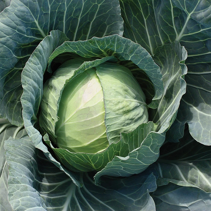 Primo Vantage Hybrid Cabbage 1 Primo Vantage Hybrid Cabbage