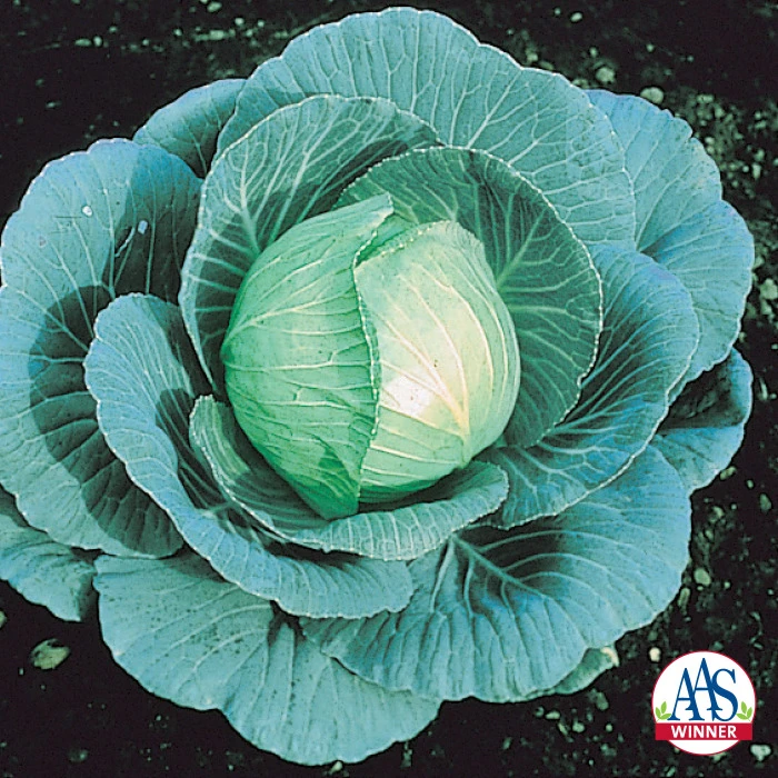Stonehead Hybrid Cabbage 1 Stonehead Hybrid Cabbage