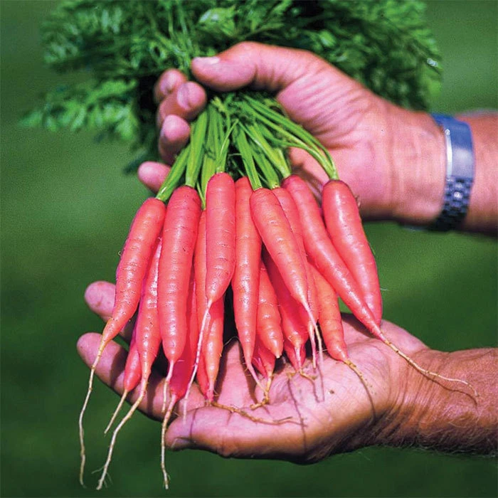 Adelaide Hybrid Carrot 1 Adelaide Hybrid Carrot