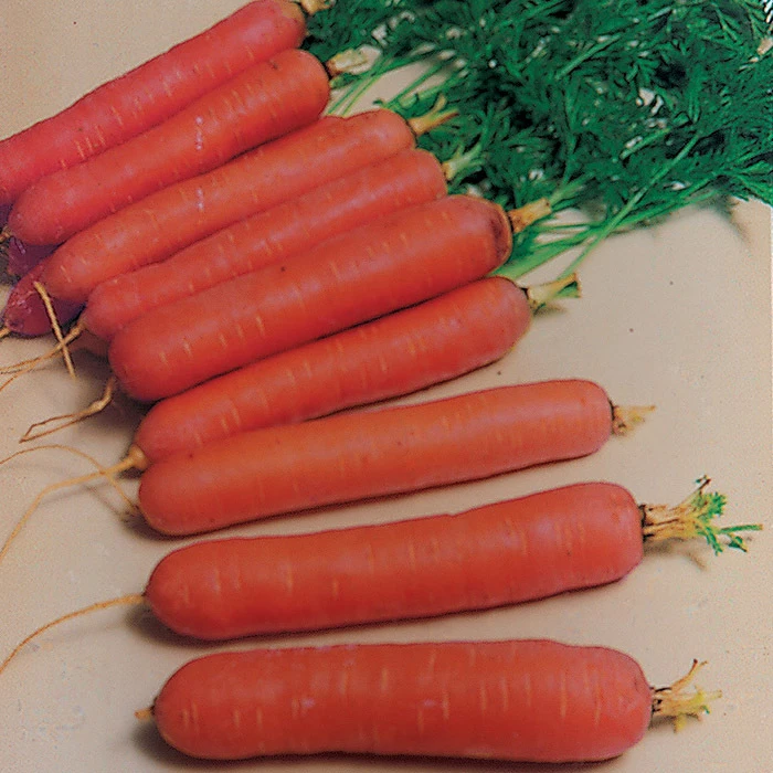 Nantes Or Coreless Carrot 1 Nantes Or Coreless Carrot