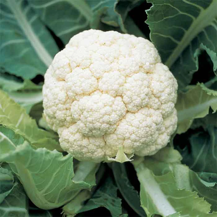 Amazing Cauliflower 1 Amazing Cauliflower