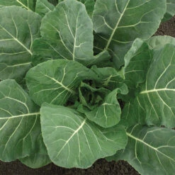 Flash Hybrid Collards