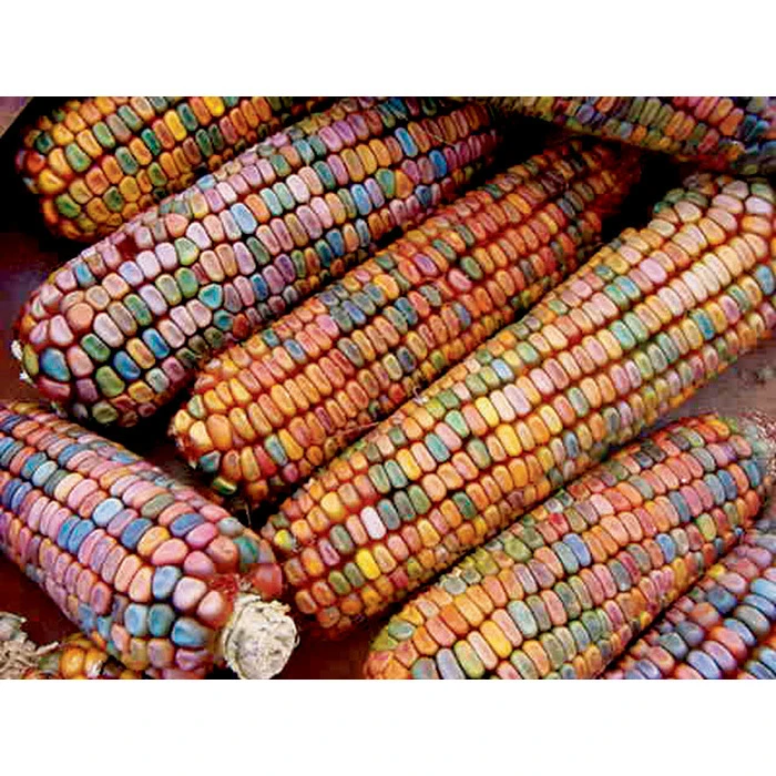 Earth Tones Ornamental Corn 1 Earth Tones Ornamental Corn