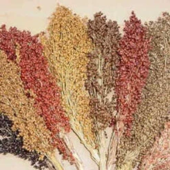 Colored Upright Sorghum Blend