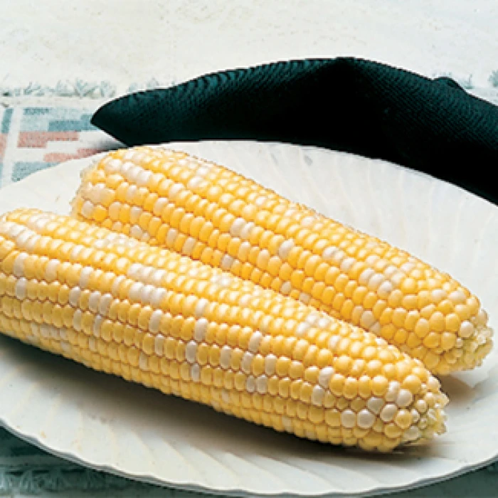 Delectable Hybrid Sweet Corn 1 Delectable Hybrid Sweet Corn