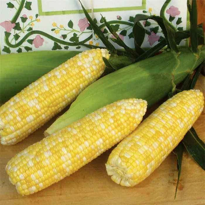 Montauk Bicolor Hybrid Sweet Corn 1 Montauk Bicolor Hybrid Sweet Corn