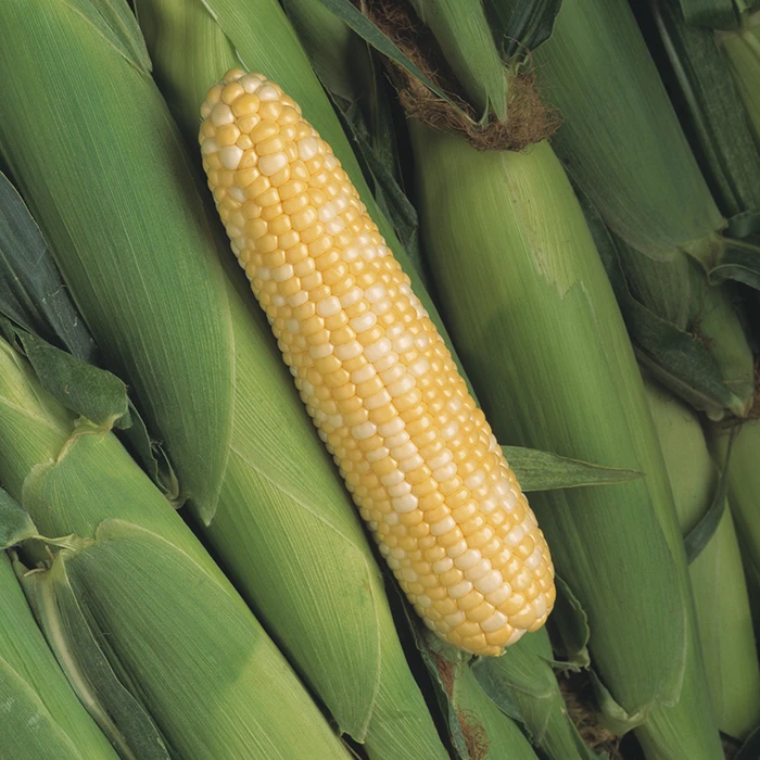 Peaches And Cream Mid EH Bicolor Sweet Corn 1 Peaches And Cream Mid EH Bicolor Sweet Corn