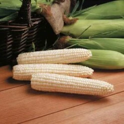 Avalon Triplesweet&trade; White Hybrid Sweet Corn