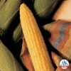Honey Select Hybrid Triplesweet&reg; Sweet Corn