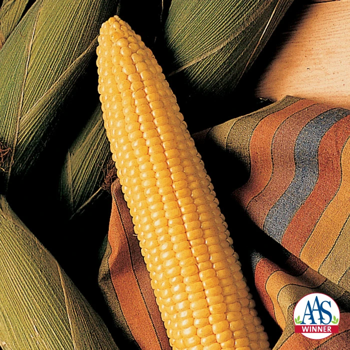 Honey Select Hybrid Triplesweet® Sweet Corn 1 Honey Select Hybrid Triplesweet® Sweet Corn