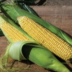 Northern Xtra-Sweet&trade; Hybrid Sweet Corn