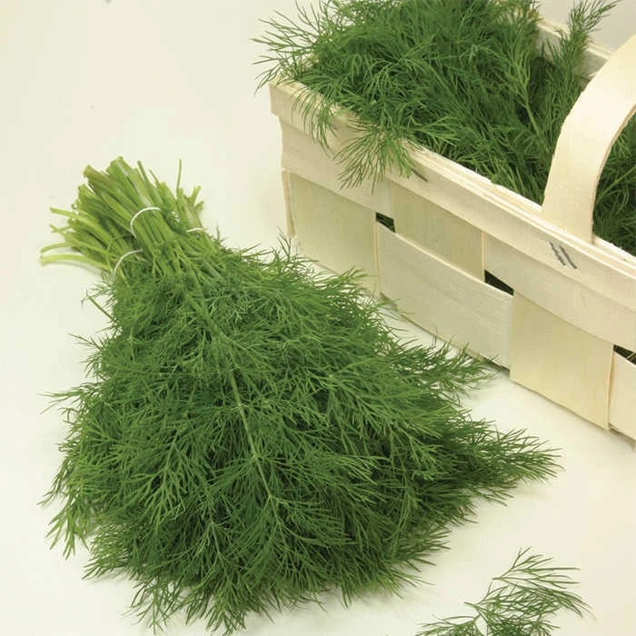 Diana Dill 1 Diana Dill