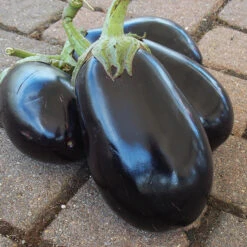 Black Beauty Eggplant