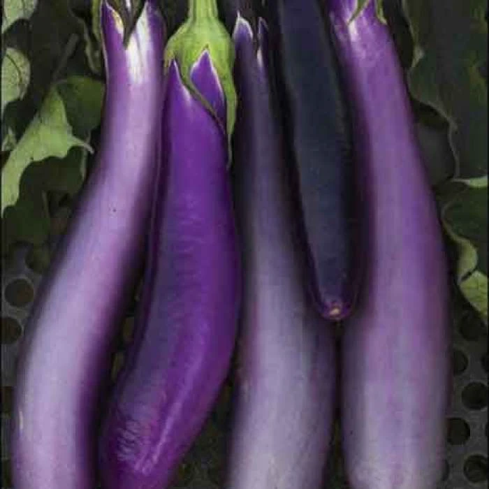 Ping Tung Long Eggplant 1 Ping Tung Long Eggplant