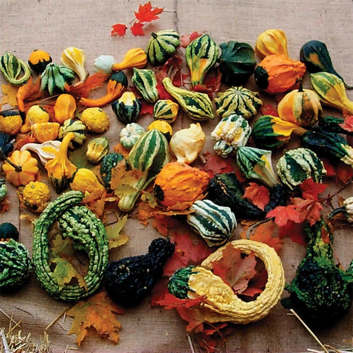 Autumn Wings Blend Gourds 1 Autumn Wings Blend Gourds
