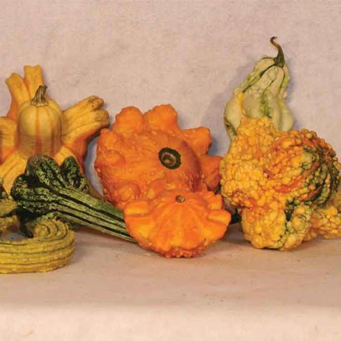 Super Freak™ Gremlin Gourds 1 Super Freak™ Gremlin Gourds