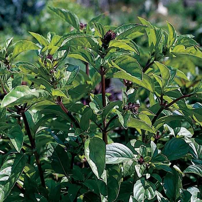Basil Cinnamon 1 Basil Cinnamon