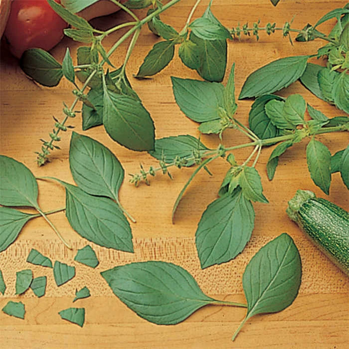 Basil Sweet Dani Lemon 1 Basil Sweet Dani Lemon