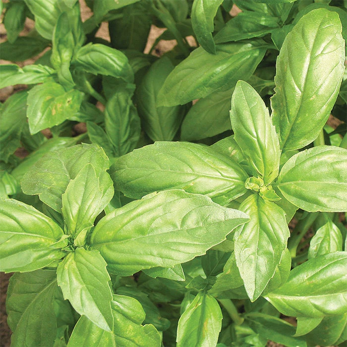 Aroma 2 Hybrid Basil 1 Aroma 2 Hybrid Basil