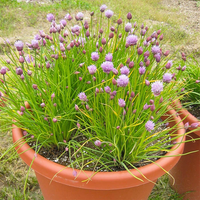 Chives 1 Chives