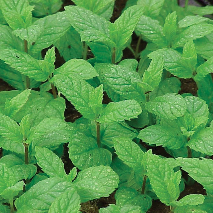 Peppermint Herb 1 Peppermint Herb