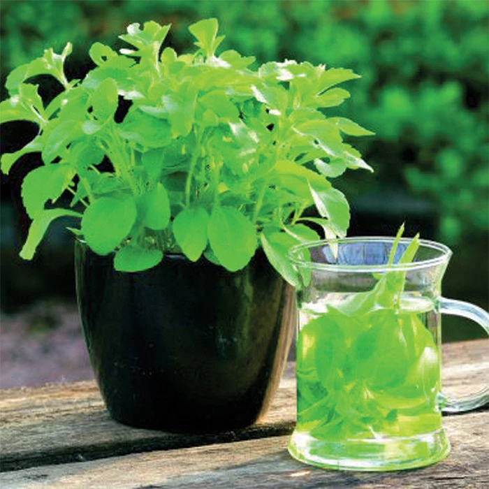 Stevia Or Sweetleaf 1 Stevia Or Sweetleaf