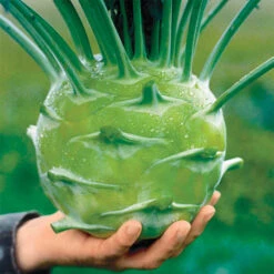 Kossak Hybrid Kohlrabi