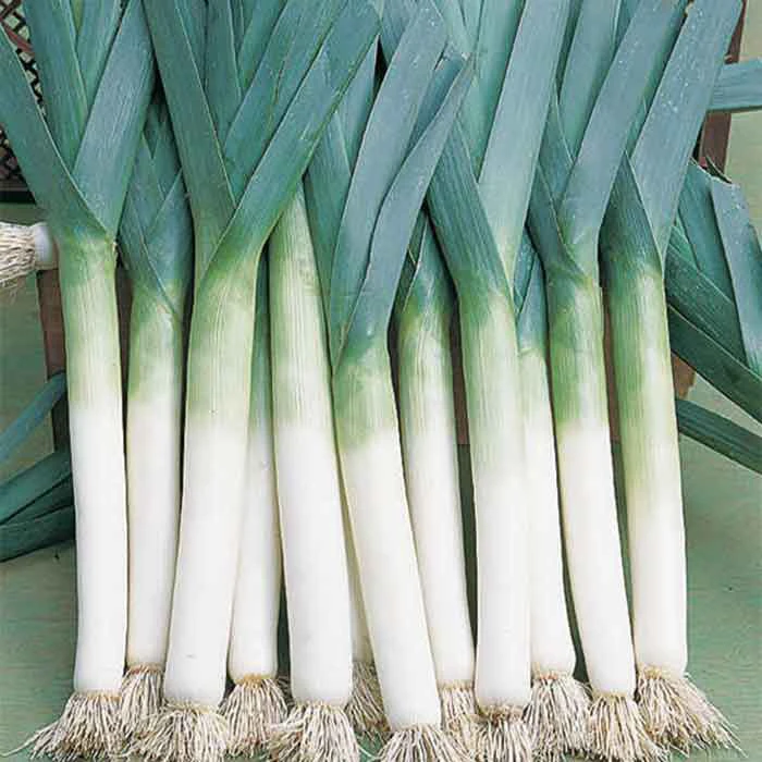Lancelot Leek 1 Lancelot Leek
