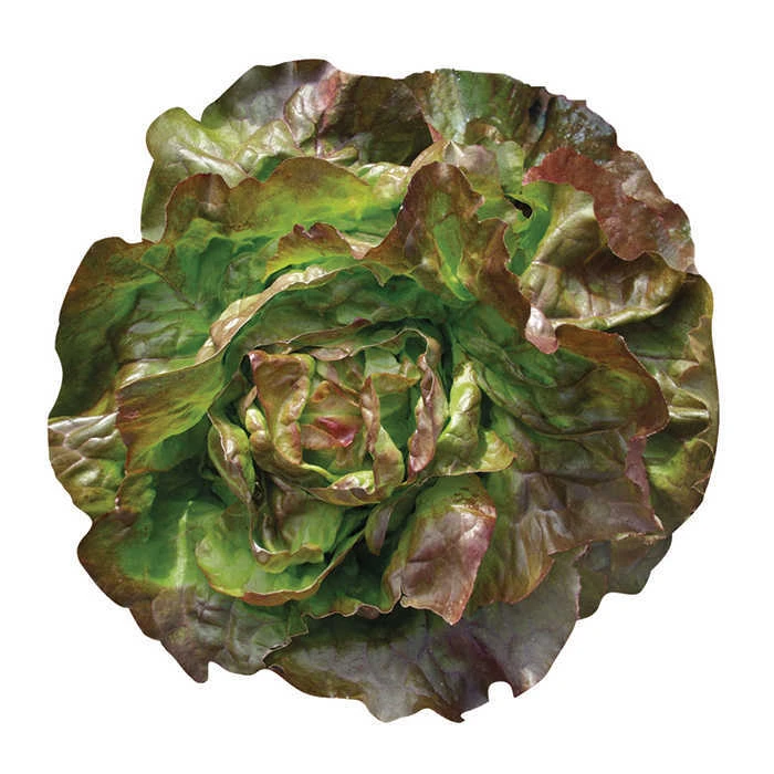 Edox Lettuce 1 Edox Lettuce