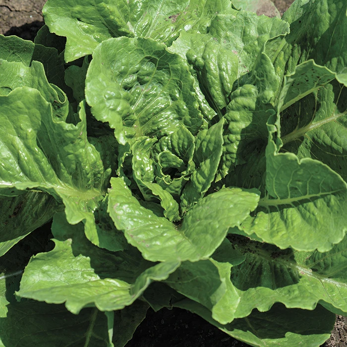 Parris Island Romaine Lettuce 1 Parris Island Romaine Lettuce