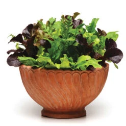 Various SimplySalad&trade; Alfresco Mesclun Mix