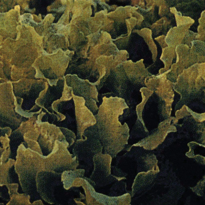 Black Seeded Simpson Looseleaf Lettuce 1 Black Seeded Simpson Looseleaf Lettuce