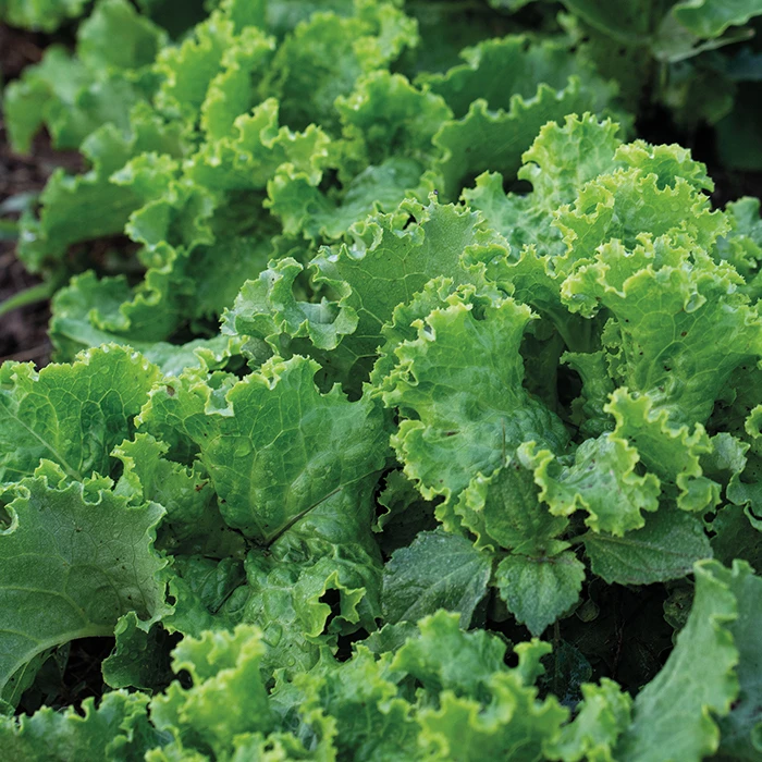 Green Ice Looseleaf Lettuce 1 Green Ice Looseleaf Lettuce