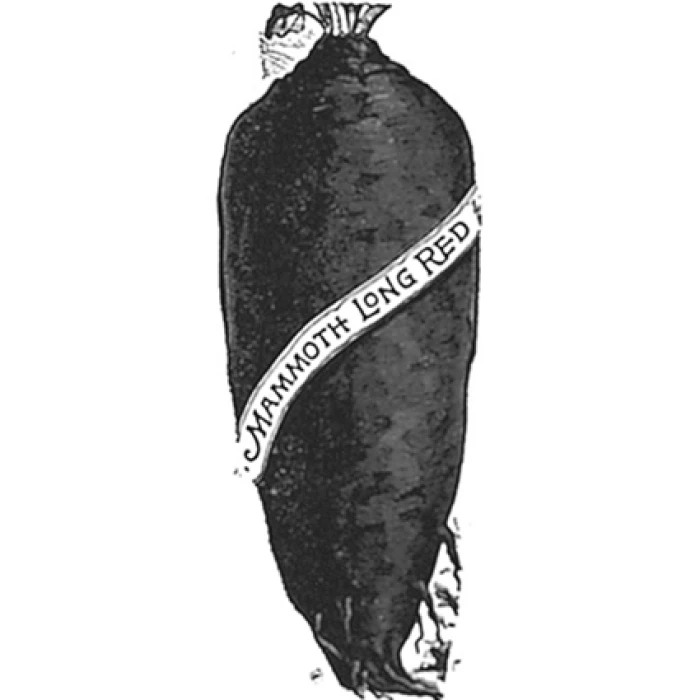 Mammoth Long Red Mangel 1 Mammoth Long Red Mangel