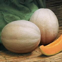 Aphrodite Hybrid Muskmelon