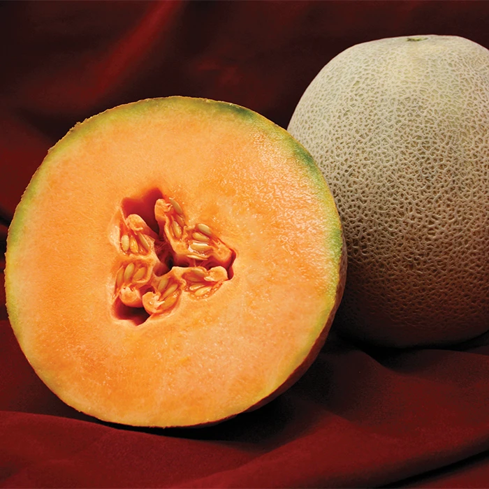 Avatar Hybrid Muskmelon Seed 1 Avatar Hybrid Muskmelon Seed