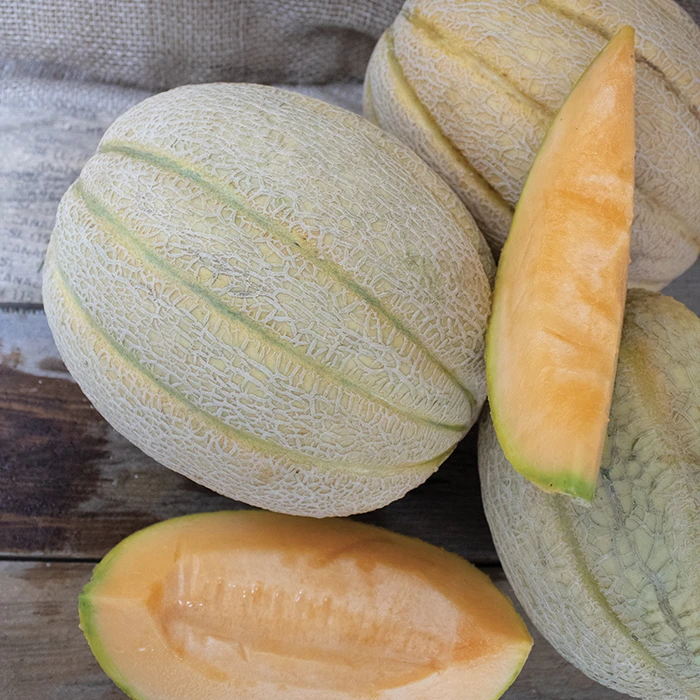Solstice Hybrid Muskmelon 1 Solstice Hybrid Muskmelon