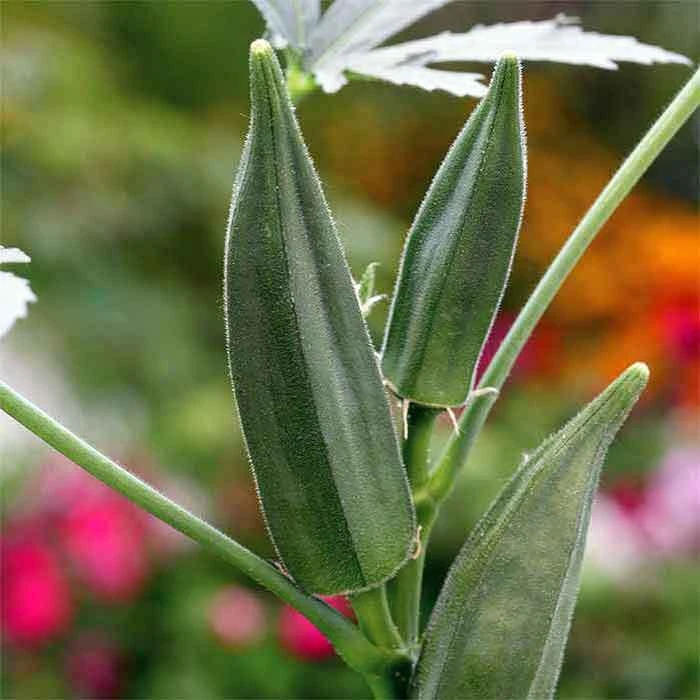 Green Fingers Okra 1 Green Fingers Okra