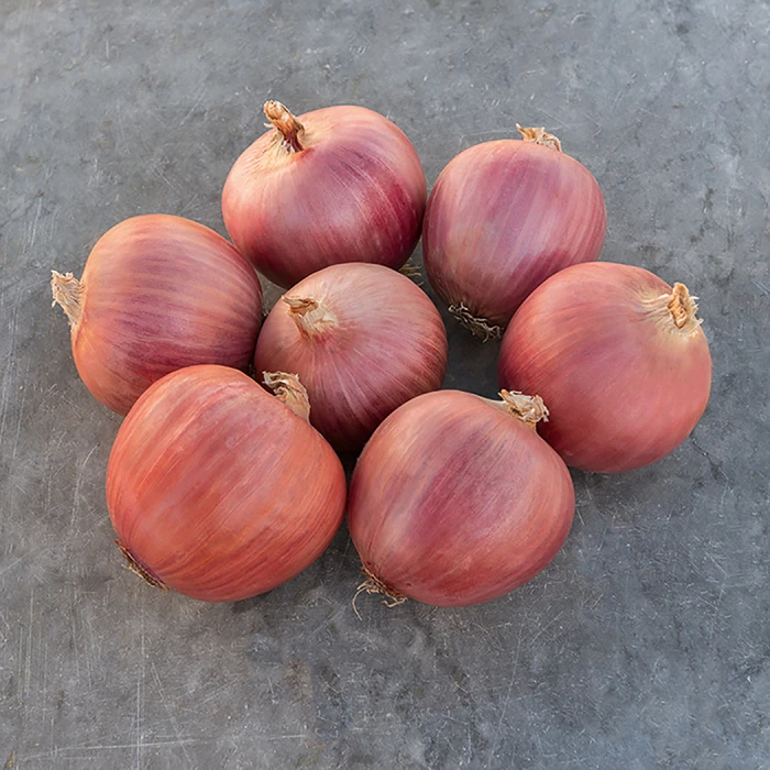 Blush Hybrid Onion 1 Blush Hybrid Onion
