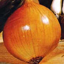 Walla Walla Onion
