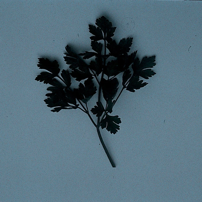 Dark Green Italian Parsley 1 Dark Green Italian Parsley